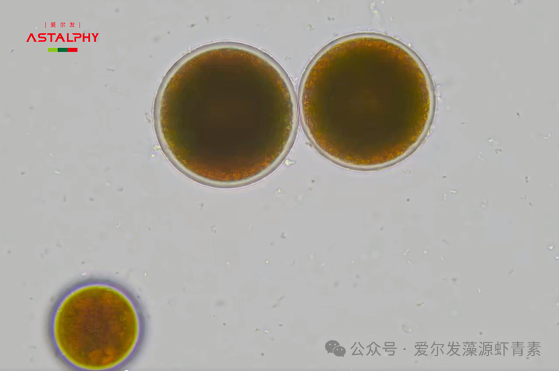 微信图片_2025-08-15_101339_353.png