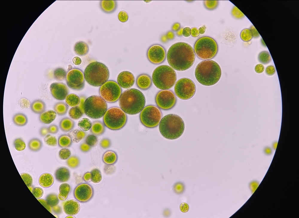 探索虾青素稳定技术，守护健康美丽新使者