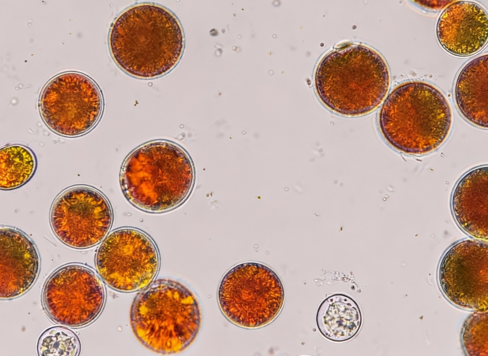 从分子结构看虾青素的穿透力与抗氧化功效