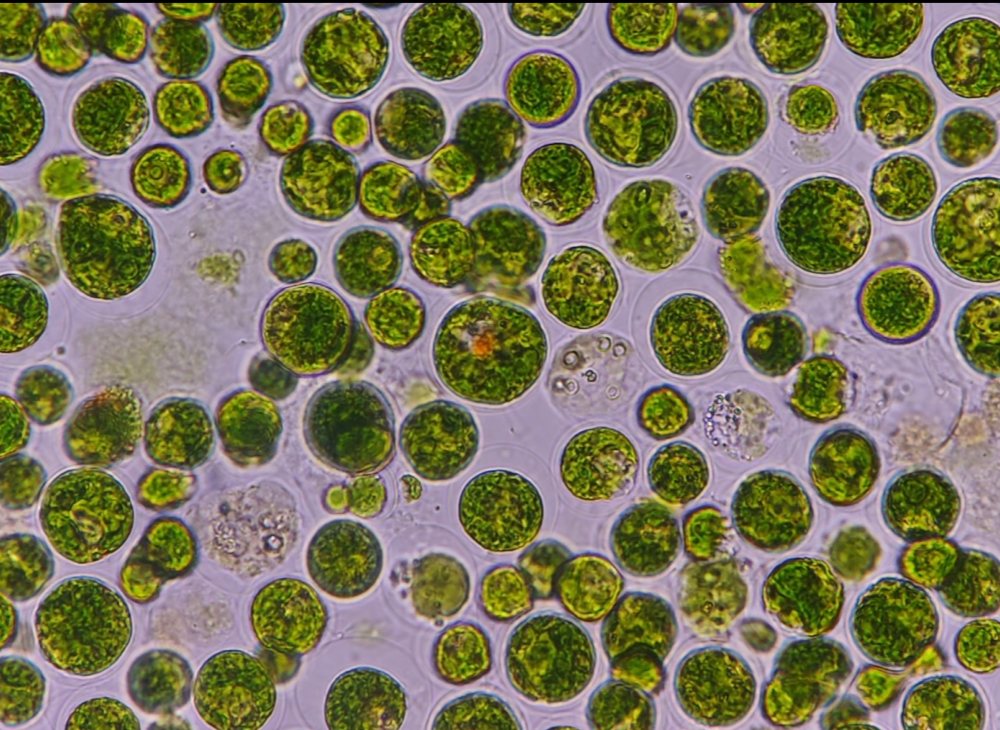 天然虾青素的抗氧化特性有多出众？